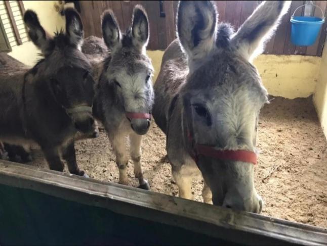 Kemenate Zimmer Gechaichnishof 7Born Maring-Noviand Esterno foto