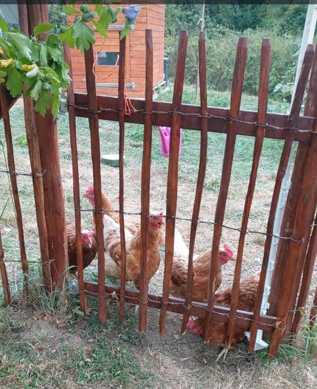 Kemenate Zimmer Gechaichnishof 7Born Maring-Noviand Esterno foto
